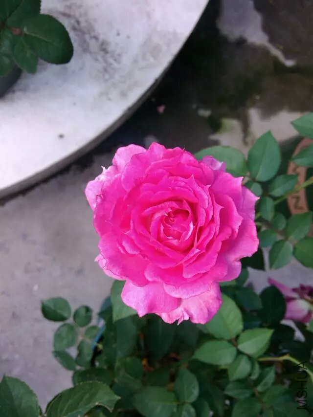 psb (93).jpg