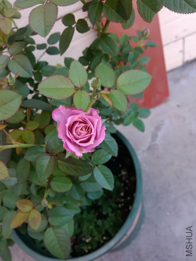 psb (94).jpg