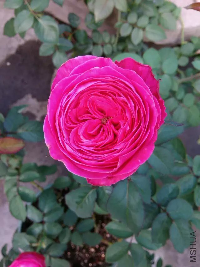 psb (97).jpg