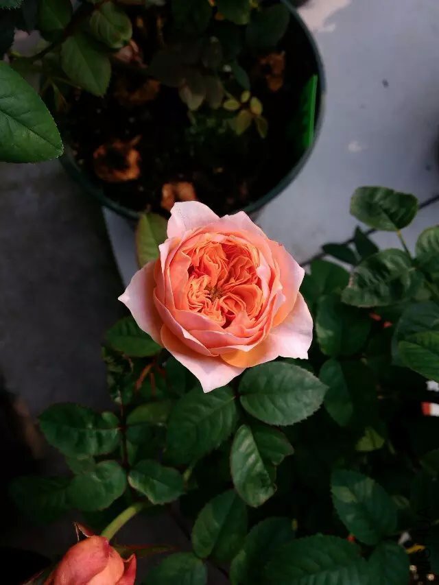 psb (98).jpg