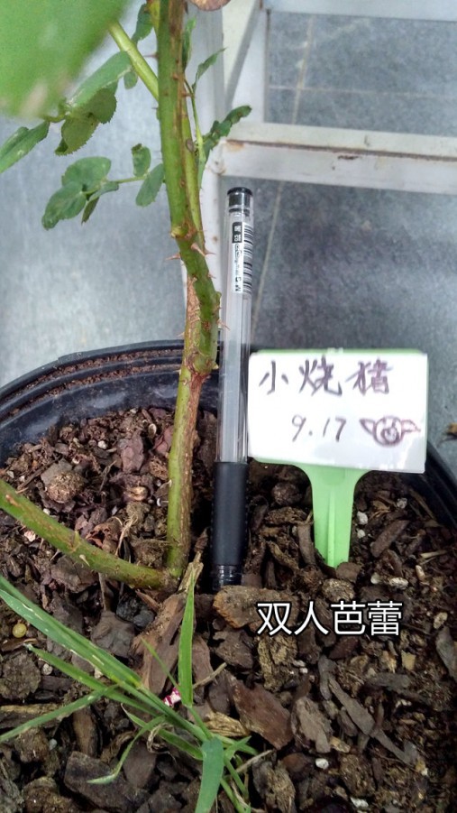 20150917_163748_HDR.jpg