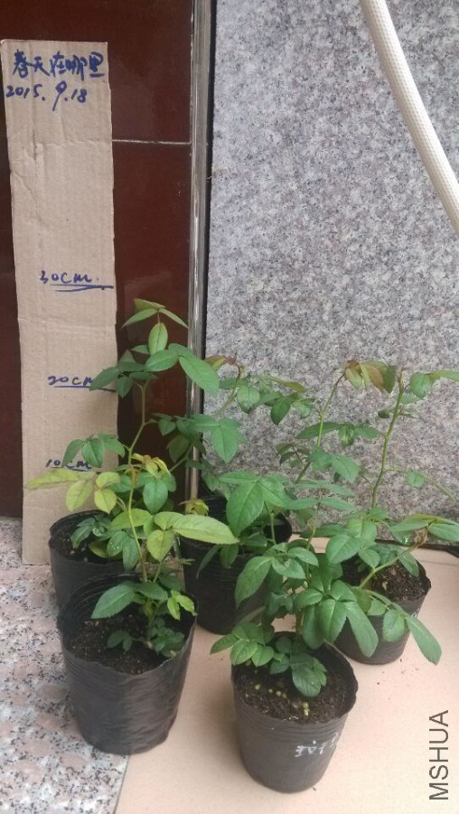 QQͼƬ20150918102655.jpg