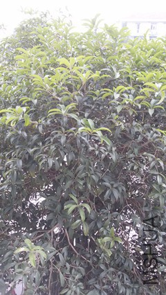 20150918_102033_����.jpg