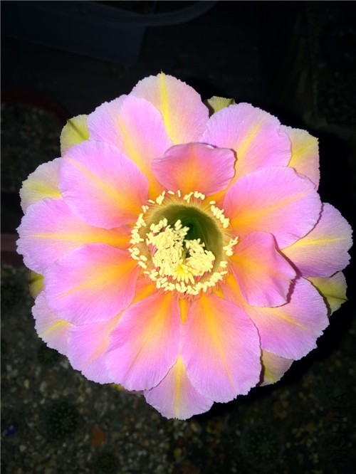 2010 010.jpg