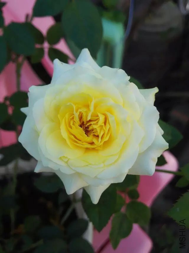 psb (8).jpg