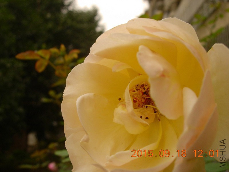 DSCN0749_resize.JPG