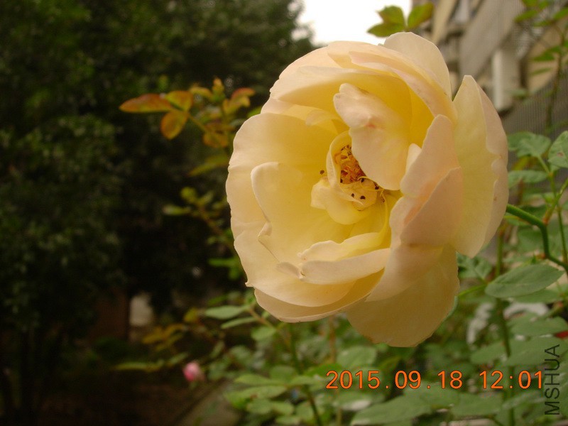 DSCN0771_resize.JPG