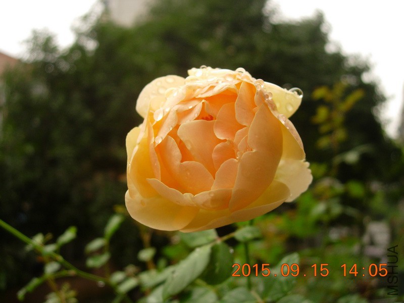 DSCN0407_resize.JPG