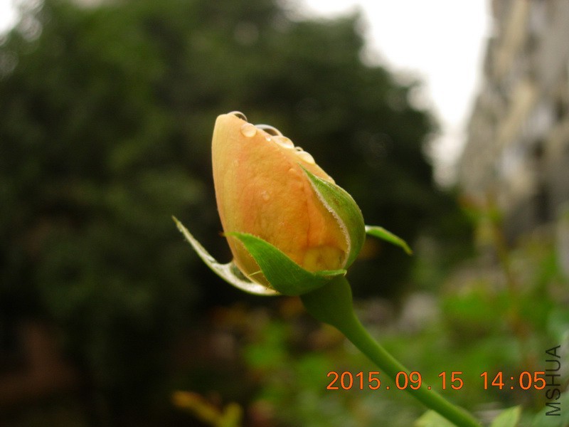 DSCN0410_resize.JPG