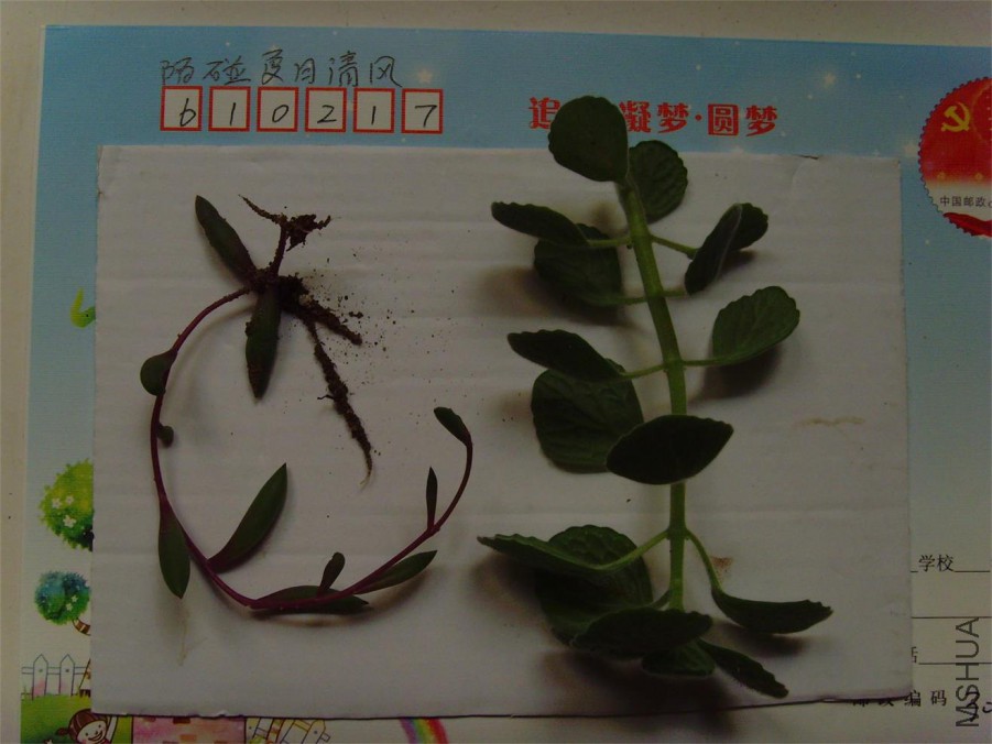 SNV39679.JPG