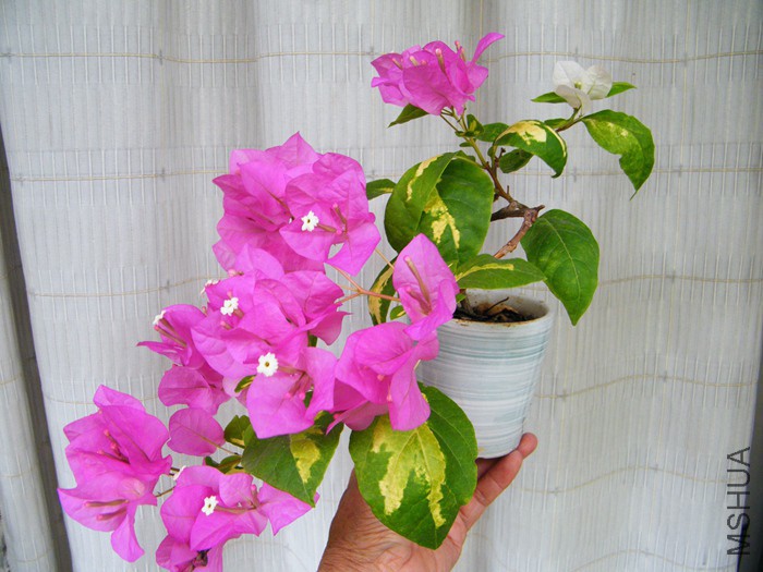 ΢��08 29 019.jpg