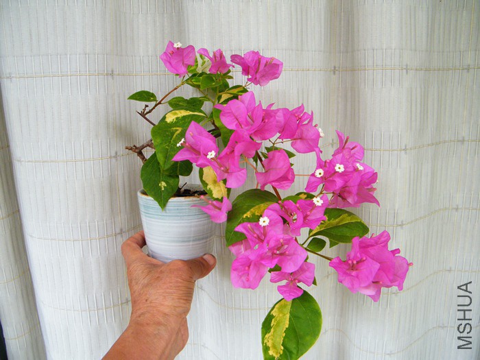 ΢��08 29 018.jpg