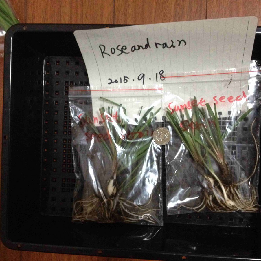 Z Sunset Seed Strain.JPG