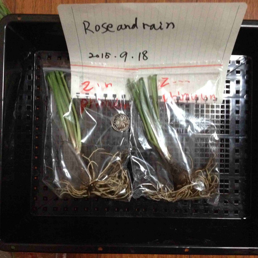 Zephyranthes primulin.JPG