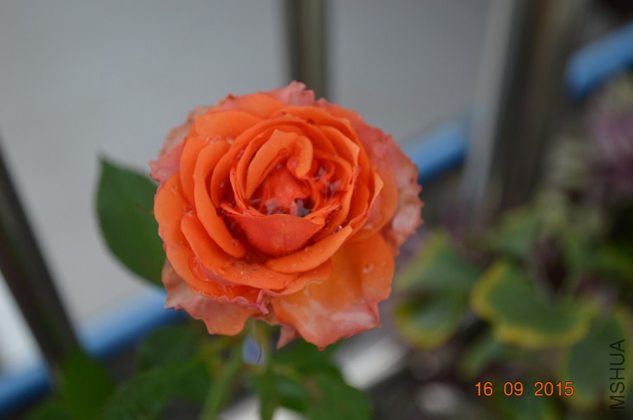 �ǲ���˹