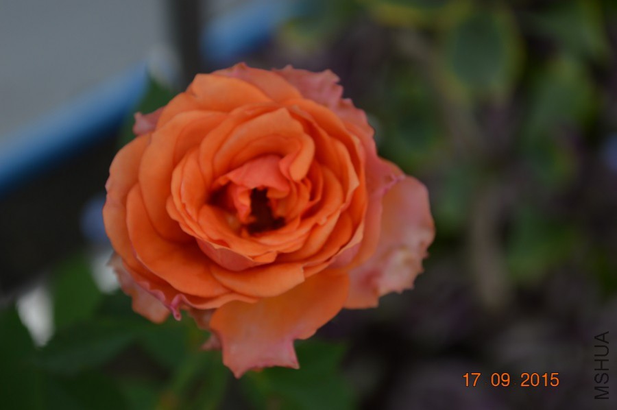 DSC_00281.jpg