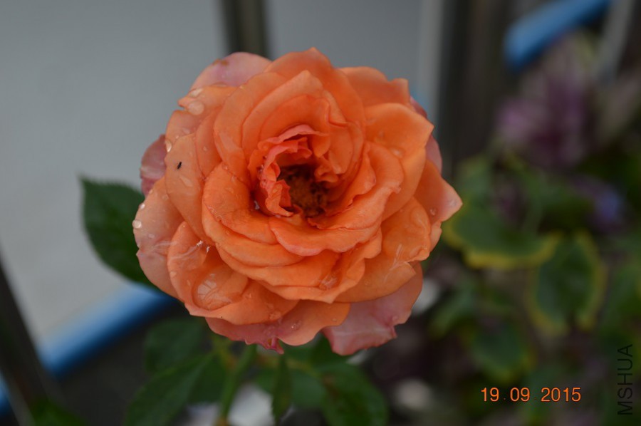 DSC_0046.jpg