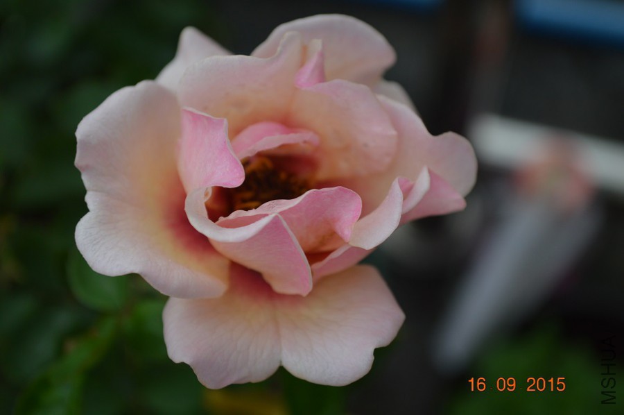 DSC_0005.jpg