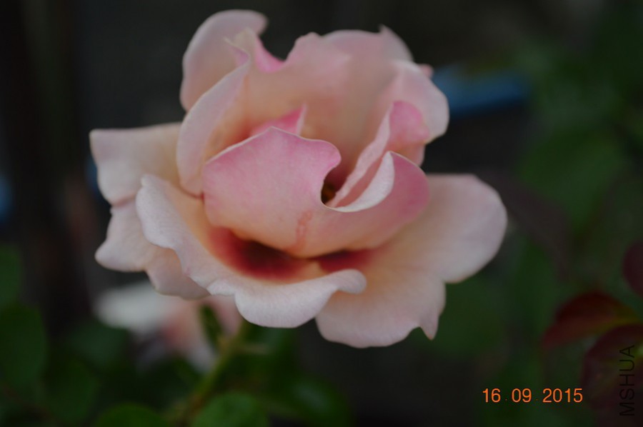 DSC_0004.jpg