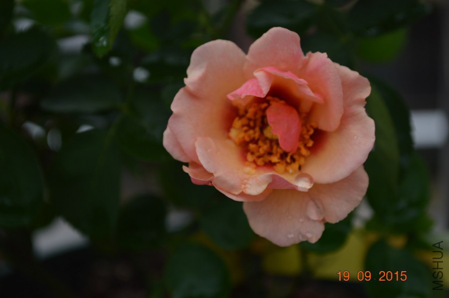 DSC_0035.jpg