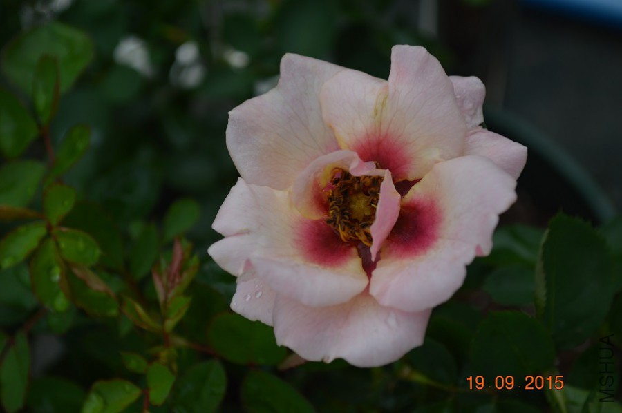 DSC_00361.jpg