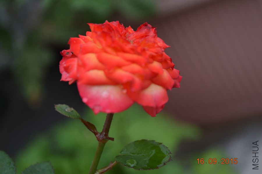 DSC_0008.jpg