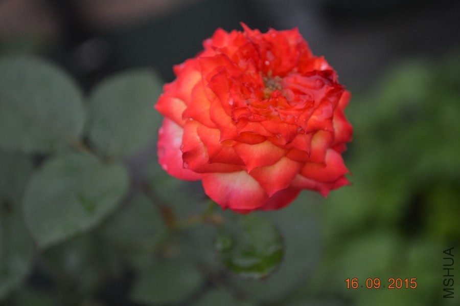 DSC_0009.jpg