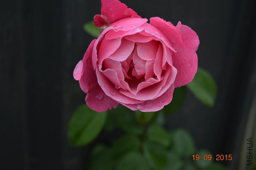 DSC_0045.jpg