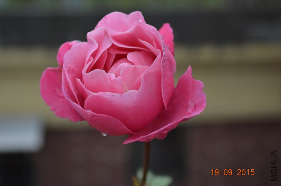DSC_00371.jpg
