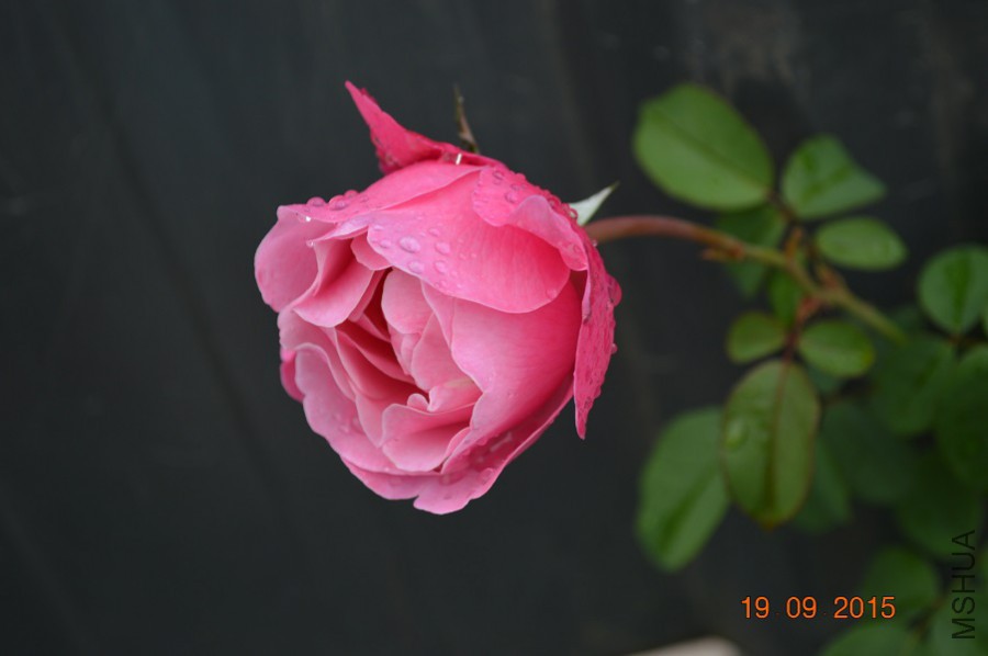 DSC_00431.jpg