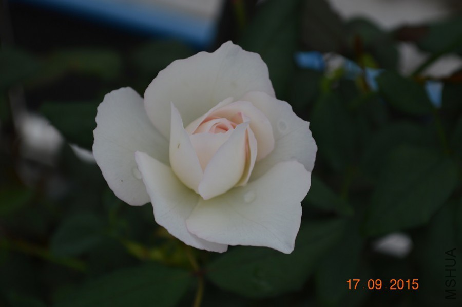 ��֮ˮ��