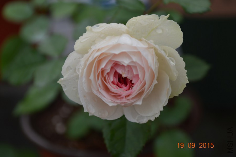 DSC_0033.jpg