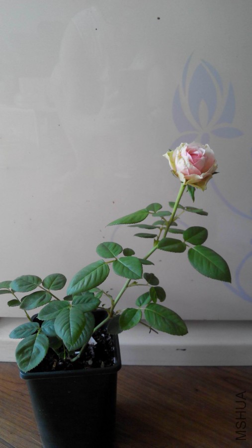 ������С IMG_20150904_144907.jpg
