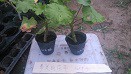 IMG_20150919_172829.jpg