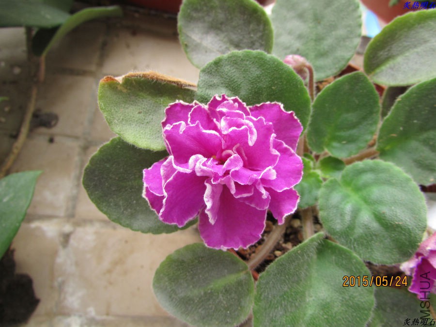 IMG_6622_nEO_IMG.jpg