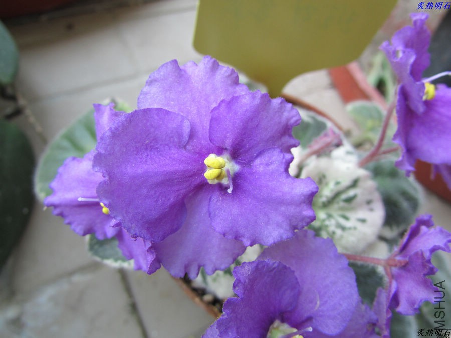 IMG_4897_nEO_IMG.jpg