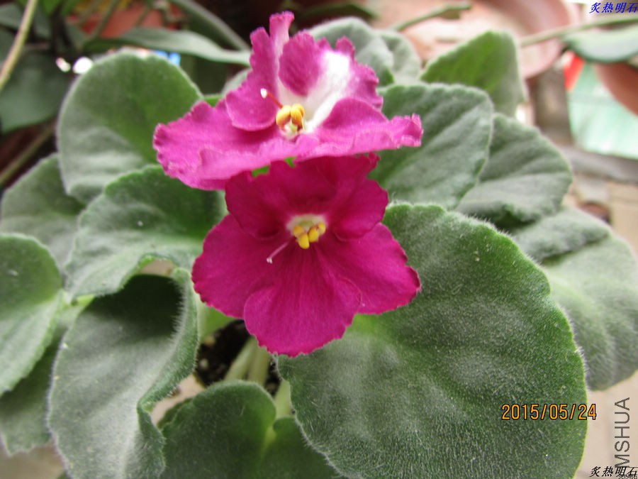 IMG_6599_nEO_IMG.jpg