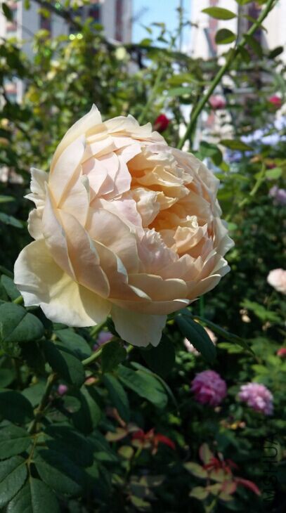 ���˹�����