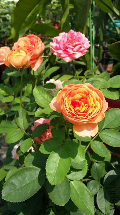 ��������