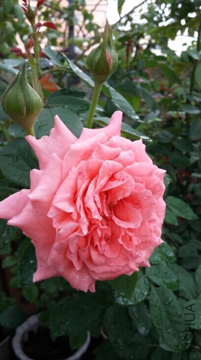 ɺ������