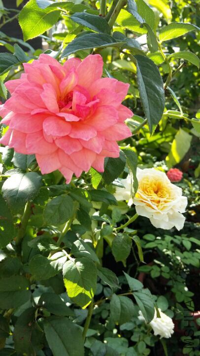 �����ң��̴�˿