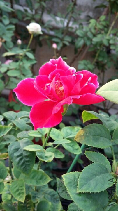 �����������ֿ��˼��������������ˣ����鷳��û����