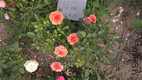 WP_20150919_13_51_21�ǲ���˹.jpg