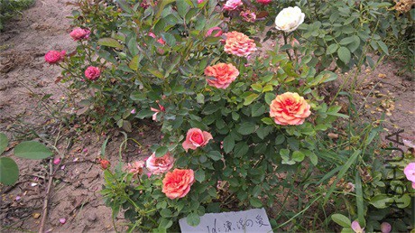 WP_20150919_13_51_33�ǲ���˹.jpg