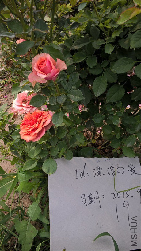 WP_20150919_13_51_40_�ǲ���˹.jpg