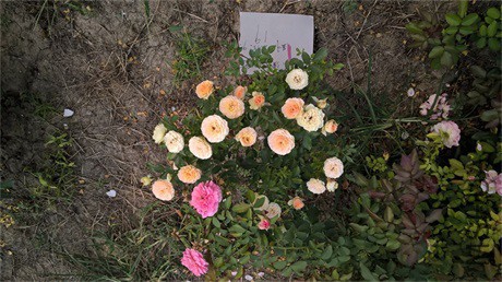 WP_20150919_13_52_52_��������Ҷ.jpg