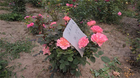 WP_20150919_13_53_21��Զ�Ŀ�Ī.jpg