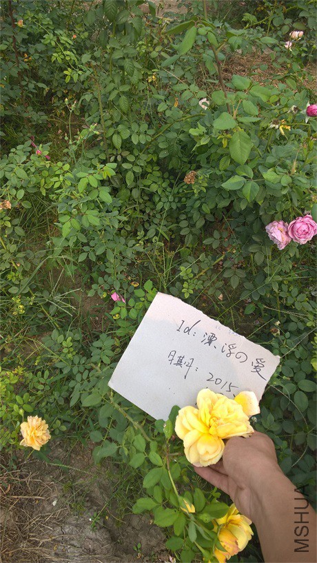 WP_20150919_13_59_36�ƽ����.jpg