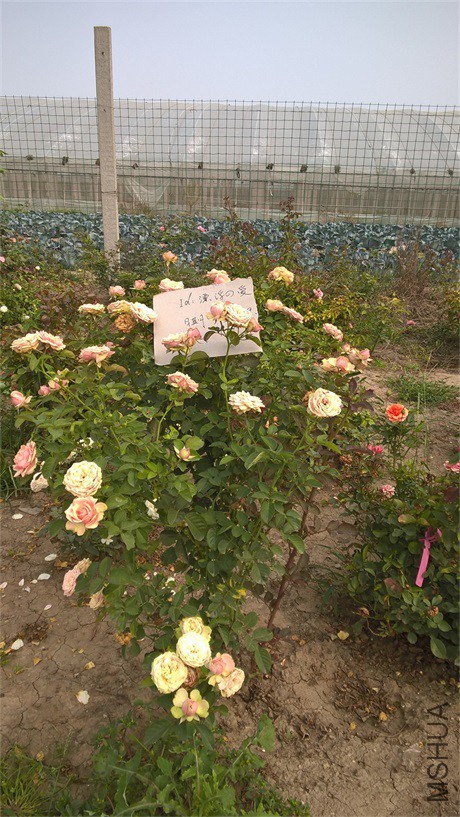WP_20150919_14_04_24_��������԰.jpg