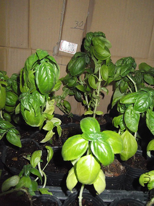 DSCF2253.JPG